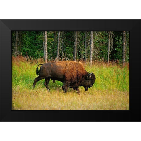 Canada-British Columbia-Coal River Wood bison close-up Black Modern Wood Framed Art Print by Jaynes Gallery
