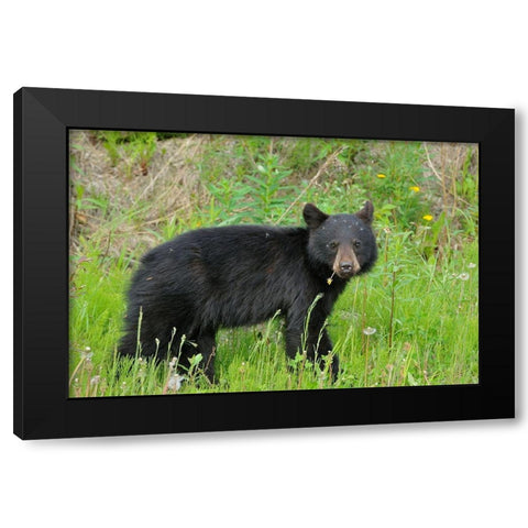 Canada-British Columbia-Whistler American black bear cub close-up Black Modern Wood Framed Art Print with Double Matting by Jaynes Gallery