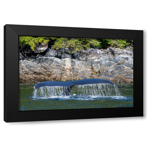 Canada-British Columbia-Great Bear Rainforest Humpback whale tail Black Modern Wood Framed Art Print by Hopkins, Cindy Miller