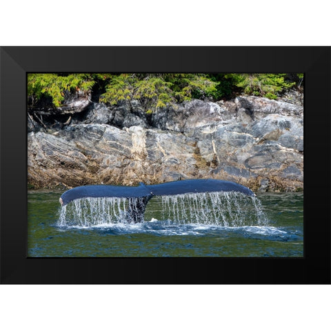 Canada-British Columbia-Great Bear Rainforest Humpback whale tail Black Modern Wood Framed Art Print by Hopkins, Cindy Miller