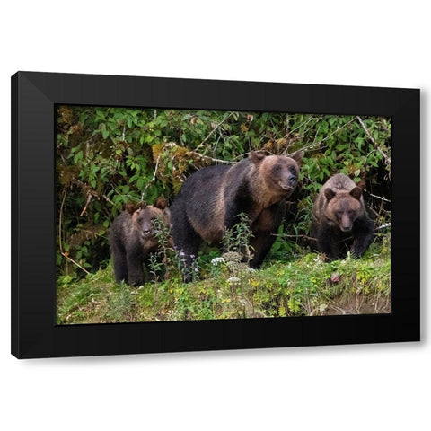 Canada-British Columbia-Great Bear Rainforest Khutze Inlet Brown bear mother and cubs Black Modern Wood Framed Art Print with Double Matting by Hopkins, Cindy Miller