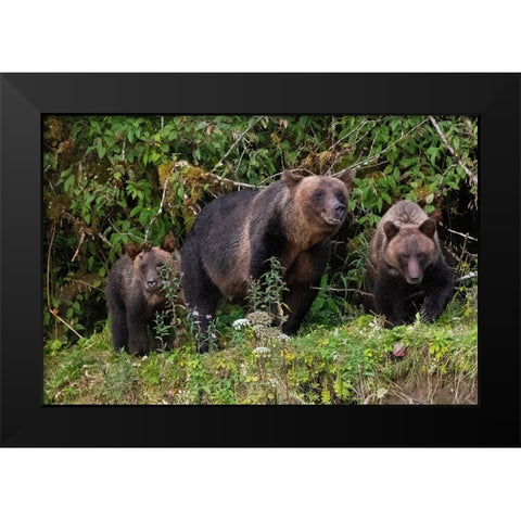 Canada-British Columbia-Great Bear Rainforest Khutze Inlet Brown bear mother and cubs Black Modern Wood Framed Art Print by Hopkins, Cindy Miller