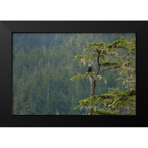 British Columbia A Bald Eagle perches on a limb amid Bearded Lichen in forested Vancouver Island Black Modern Wood Framed Art Print by Luhm, Gary