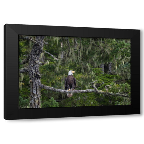 Canada-British Columbia A Bald Eagle perches on a limb amid Bearded Lichen Black Modern Wood Framed Art Print by Luhm, Gary