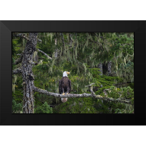 Canada-British Columbia A Bald Eagle perches on a limb amid Bearded Lichen Black Modern Wood Framed Art Print by Luhm, Gary