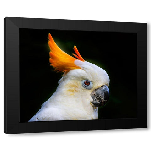 Orange Crest Citron Crested Cockatoo Medium sized cockatoo endangered species from Indonesia Black Modern Wood Framed Art Print by Perry, William