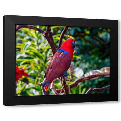 Red blue Female Eclectus Parrot close-up Native to Solomon Islands-New Guinea Black Modern Wood Framed Art Print with Double Matting by Perry, William