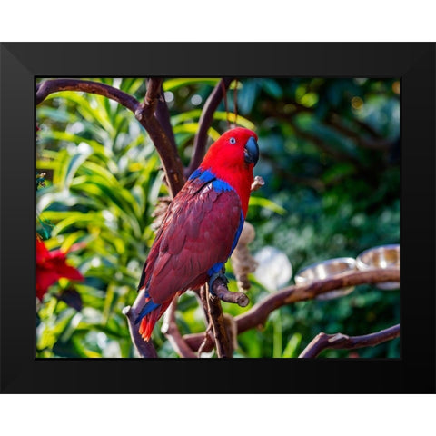 Red blue Female Eclectus Parrot close-up Native to Solomon Islands-New Guinea Black Modern Wood Framed Art Print by Perry, William