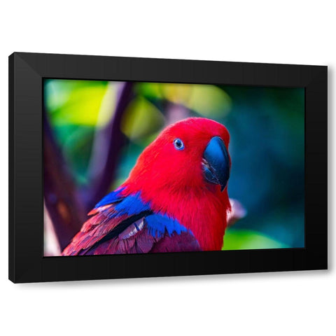 Red blue Female Eclectus Parrot close-up Native to Solomon Islands-New Guinea Black Modern Wood Framed Art Print by Perry, William