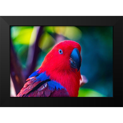 Red blue Female Eclectus Parrot close-up Native to Solomon Islands-New Guinea Black Modern Wood Framed Art Print by Perry, William