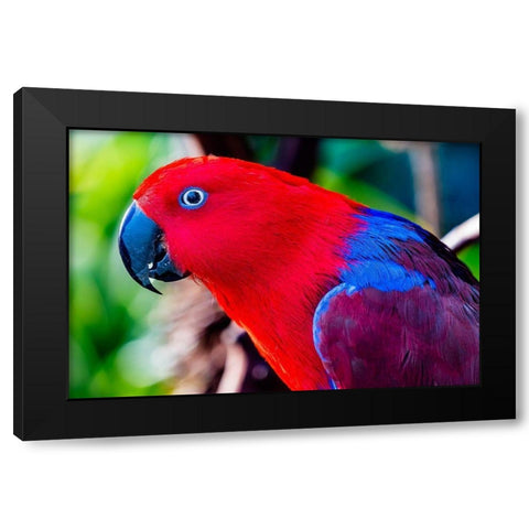 Red blue Female Eclectus Parrot close-up Native to Solomon Islands-New Guinea Black Modern Wood Framed Art Print by Perry, William