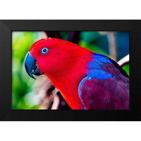 Red blue Female Eclectus Parrot close-up Native to Solomon Islands-New Guinea Black Modern Wood Framed Art Print by Perry, William
