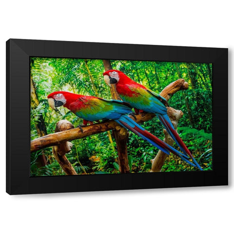 green Wing Macaws-Originally from South America, Black Modern Wood Framed Art Print by Perry, William