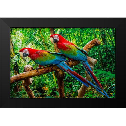 green Wing Macaws-Originally from South America, Black Modern Wood Framed Art Print by Perry, William
