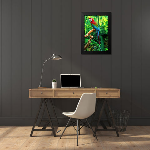 green Wing Macaw Originally from South America, Black Modern Wood Framed Art Print by Perry, William