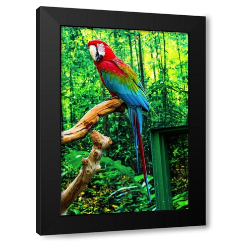 green Wing Macaw Originally from South America, Black Modern Wood Framed Art Print by Perry, William