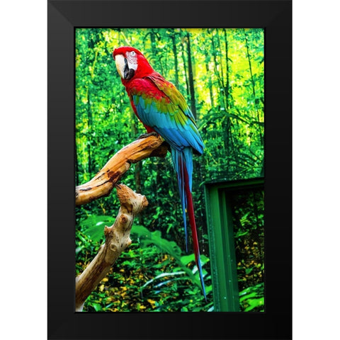 green Wing Macaw Originally from South America, Black Modern Wood Framed Art Print by Perry, William