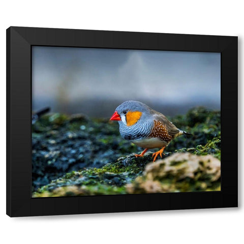 Orange-cheeked Waxbill Close-Up Originated Western Africa Black Modern Wood Framed Art Print by Perry, William