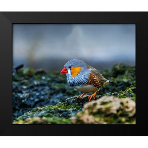 Orange-cheeked Waxbill Close-Up Originated Western Africa Black Modern Wood Framed Art Print by Perry, William