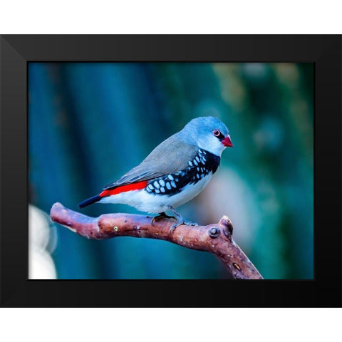 Red Grey Diamond Firetail Finch Plumage Close-Up Native of Australia Black Modern Wood Framed Art Print by Perry, William