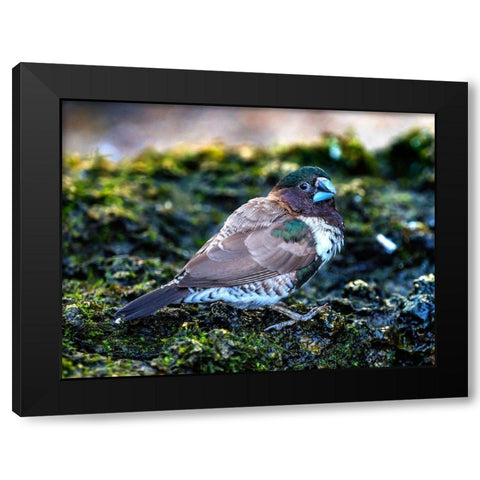 Society Finch Plumage Close-Up Native of North America Black Modern Wood Framed Art Print with Double Matting by Perry, William