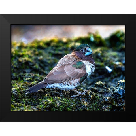 Society Finch Plumage Close-Up Native of North America Black Modern Wood Framed Art Print by Perry, William