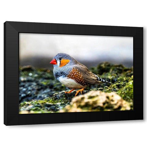 Orange-cheeked Waxbill Close-Up Originated Western Africa Black Modern Wood Framed Art Print by Perry, William