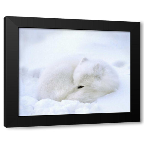 Canada, Churchill Artic fox rests in a snowdrift Black Modern Wood Framed Art Print with Double Matting by Kelley, David