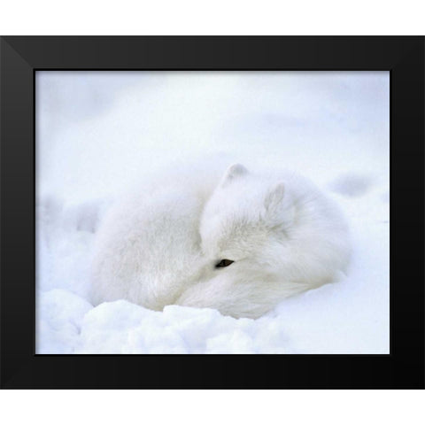 Canada, Churchill Artic fox rests in a snowdrift Black Modern Wood Framed Art Print by Kelley, David