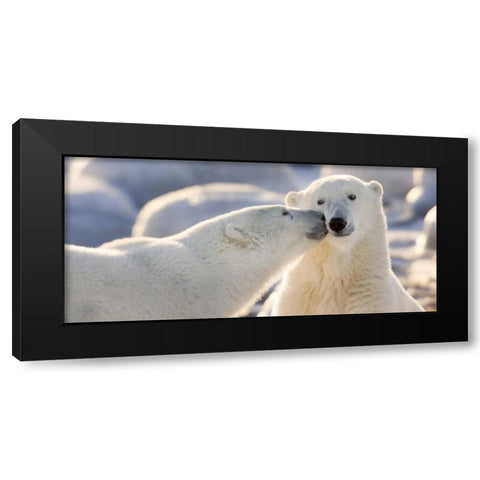 Canada, Manitoba, Churchill Polar bear kiss Black Modern Wood Framed Art Print by Kaveney, Wendy