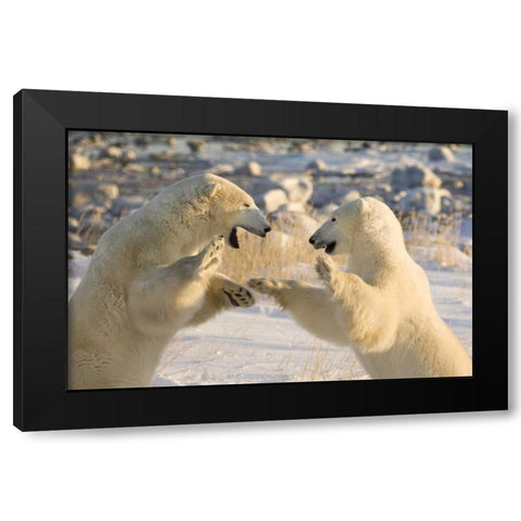 Canada, Churchill Sparring polar bears Black Modern Wood Framed Art Print by Kaveney, Wendy
