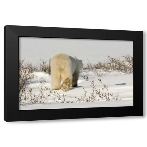 Canada, Manitoba, Churchill Walking polar bear Black Modern Wood Framed Art Print with Double Matting by Kaveney, Wendy