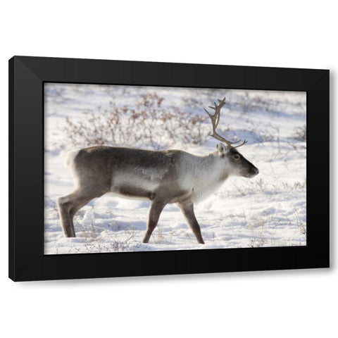 Canada, Manitoba, Caribou in snowy landscape Black Modern Wood Framed Art Print by Kaveney, Wendy