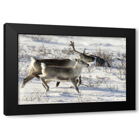 Canada, Manitoba, Caribou starting to run Black Modern Wood Framed Art Print with Double Matting by Kaveney, Wendy