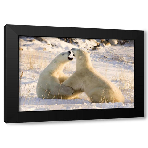 Canada, Churchill Sparring polar bears Black Modern Wood Framed Art Print by Kaveney, Wendy