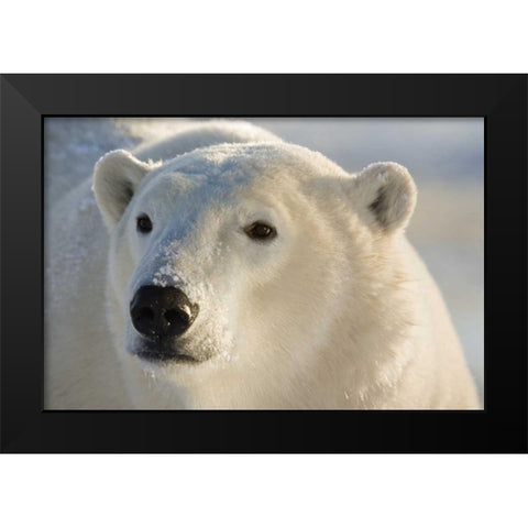 Canada, Churchill Portrait of polar bear Black Modern Wood Framed Art Print by Kaveney, Wendy