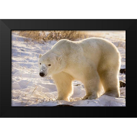Canada, Churchill Polar bear walking in snow Black Modern Wood Framed Art Print by Kaveney, Wendy