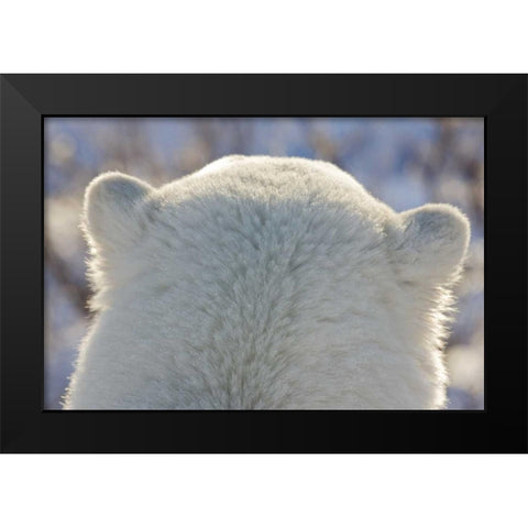 Canada, Churchill Back of polar bears head Black Modern Wood Framed Art Print by Kaveney, Wendy