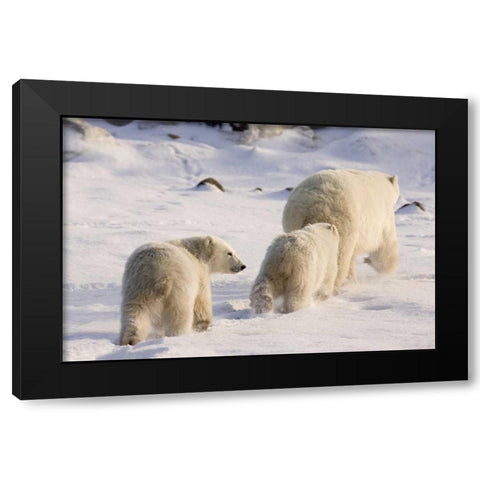 Canada, Churchill Polar bear cubs follow mother Black Modern Wood Framed Art Print with Double Matting by Kaveney, Wendy