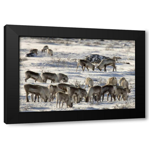Canada, Manitoba, Two male caribou butting heads Black Modern Wood Framed Art Print by Kaveney, Wendy