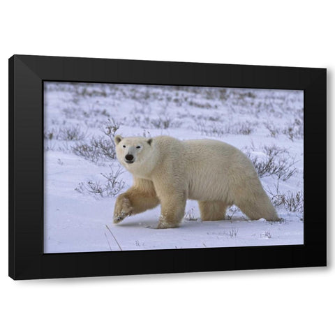 Canada, Wapusk NP Polar bear walking on tundra Black Modern Wood Framed Art Print by Grall, Don