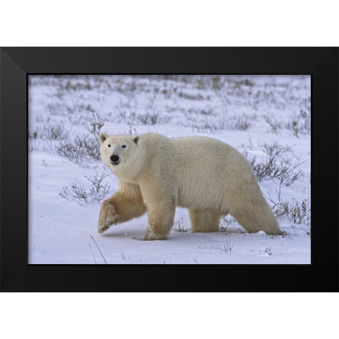 Canada, Wapusk NP Polar bear walking on tundra Black Modern Wood Framed Art Print by Grall, Don
