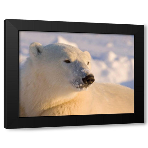 Canada, Manitoba, Churchill Polar bear Black Modern Wood Framed Art Print by Kaveney, Wendy