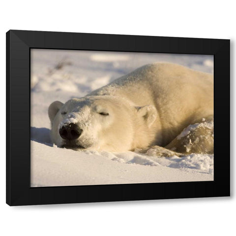 Canada, Manitoba, Churchill Sleeping polar bear Black Modern Wood Framed Art Print by Kaveney, Wendy