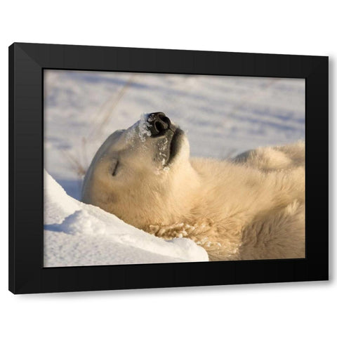 Canada, Manitoba, Churchill Sleeping polar bear Black Modern Wood Framed Art Print by Kaveney, Wendy