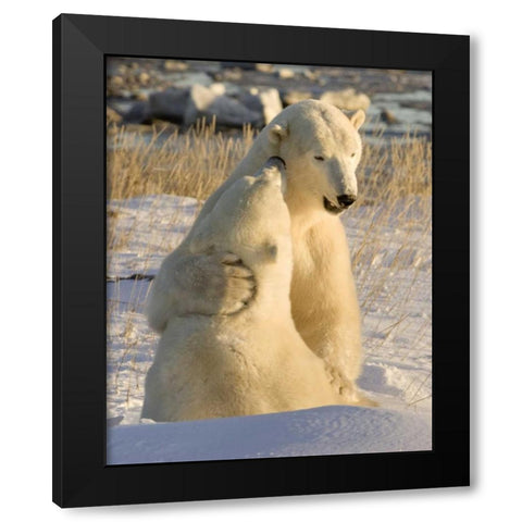 Canada, Churchill Sparring polar bears Black Modern Wood Framed Art Print with Double Matting by Kaveney, Wendy