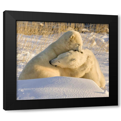 Canada, Churchill Sparring polar bears Black Modern Wood Framed Art Print with Double Matting by Kaveney, Wendy
