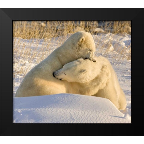 Canada, Churchill Sparring polar bears Black Modern Wood Framed Art Print by Kaveney, Wendy