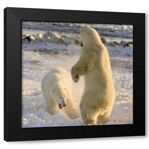 Canada, Churchill Sparring polar bears Black Modern Wood Framed Art Print by Kaveney, Wendy