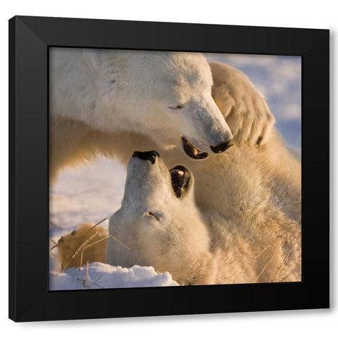 Canada, Churchill Sparring polar bears Black Modern Wood Framed Art Print by Kaveney, Wendy